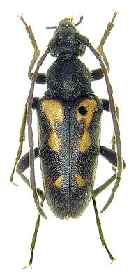 Pachytodes bottcheri (Pic, 1911)