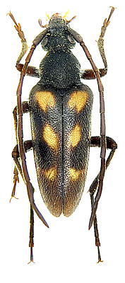 Pachytodes bottcheri (Pic, 1911)