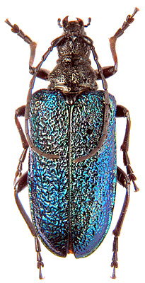 Pseudogaurotina magnifica (Plavilstshikov, 1958)