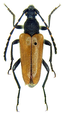 Stictoleptura nadezhdae (Plavilstshikov, 1932)