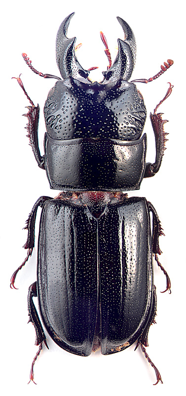 Ceruchus chrysomelinus (Hochenwarth)