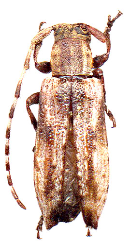 Mimectatina divaricata