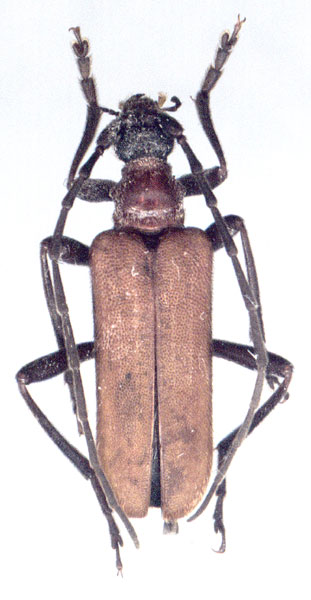 Sivana bicolor