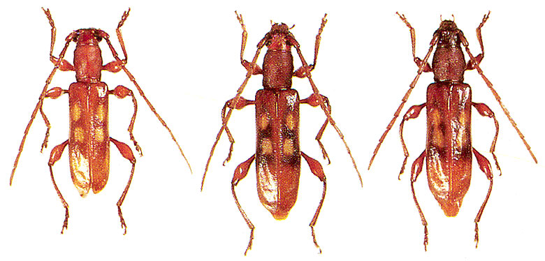 Stenygrinum quadrinotatum 