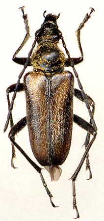 Gnathacmaeops pratensis