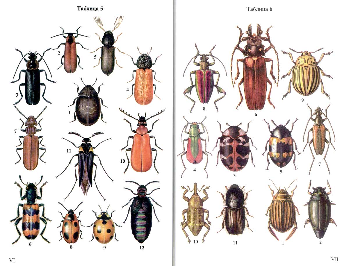 Название 1 жуков. Определитель Жуков средней полосы России. Атлас определитель насекомых Жуков. Усачи жуки атлас определитель. Насекомые средней полосы России определитель.