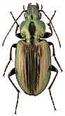 Carabidae: Agonum muelleri (Hbst.)