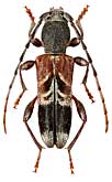 Cerambycidae: Anaglyptus simplicicornis Rtt., 1906