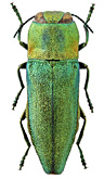 Buprestidae: Anthaxia diadema schelkovnikovi Obenb.