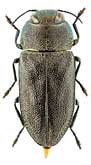 Buprestidae: Anthaxia nigrojubata Roubal