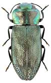 Buprestidae: Anthaxia vladivostokana Obenb.