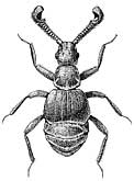 Apharinodes papageno Nomura