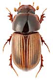 Scarabaeidae: Aphodius rufus (Moll, 1782)