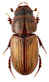 Scarabaeidae: Aphodius sturmi (Har., 1870)
