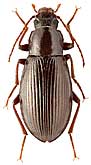 Tenebrionidae: Armenochelops armeniacus Nabozhenko