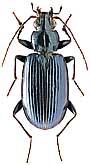 Carabidae: Bembidion (Bembidionetolitzkya) cyaneum Chaud.