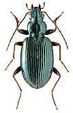 Carabidae: Bembidion (Bembidionetolitzkya) tibiale (Duft.)