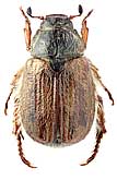 Scarabaeidae: Exomala arenicola (Mulsant et Pellet, 1870)