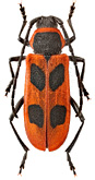 Cerambycidae: Calchaenesthes primis Ozdikmen
