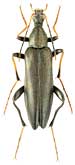 Stenotrachelidae: Cephaloon variabilis Motsch.