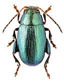 Chrysomelidae: Chaetocnema chlorophana (Duft., 1825)