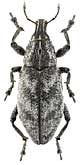 Curculionidae: Cleonis japonicus Faust