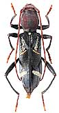Cerambycidae: Cleroclytus banghaasi (Rtt.)