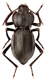 Tenebrionidae: Cyphogenia lucifuga (Adams)