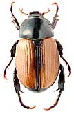 Scarabaeidae: Cyriopertha glabra (Gebl., 1841)