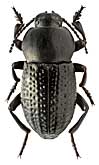 Tenebrionidae: Dendarus punctatus (Serv., 1825)