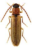 Elateridae: Denticollis parallelicollis (Aube, 1850)