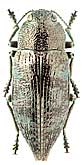 Buprestidae: Dicerca aenea (L., 1761)