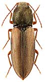 Elateridae: Dicronychus decorus (Fald., 1835)