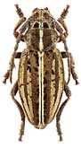 Cerambycidae: Dorcadion pusillum Kust.