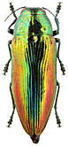 Buprestidae: Eurythyrea aurata (Pall.)