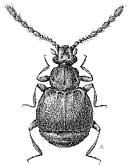 Exoterus lannaeus Cucc. & Kurb.