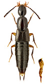 Staphylinidae: Gabrius osseticus (Kol.)