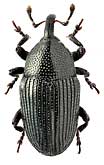 Curculionidae: Labiaticola sibirica (Faust)