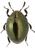 Byrrhidae: Lamprobyrrhulus nitidus (Schall.)
