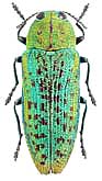 Buprestidae: Lamprodila suyfunensis (Obenberger, 1934)