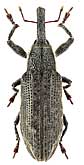 Curculionidae: Lixus (Eulixus) cf. tricolor Capiomont et Leprieur, 1875