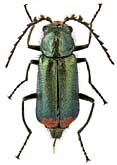 Malachiidae: Malachius bipustulatus (L.)