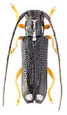 Cerambycidae: Menesia bipunctata Zubkov, 1829