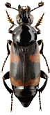 Silphidae: Nicrophorus przewalskii Sem.