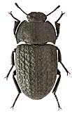 Tenebrionidae: Opatrum geminatum Brulle