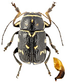 Chrysomelidae: Pachybrachis leonardii Sassi et Schoeller, 2003