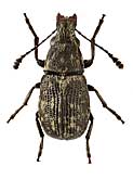 Anthribidae: Phaeochrotes cinctus (Payk., 1800)