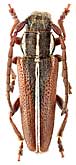 Cerambycidae: Phytoecia (Coptosia) compacta (Men., 1832)