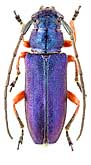 Cerambycidae: Phytoecia (Helladia) millefolii alziari (Sama, 1992)