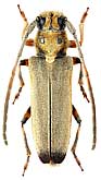 Cerambycidae: Phytoecia (Neomusaria) suvorovi Pic, 1905